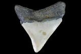 Fossil Megalodon Tooth - North Carolina #101239-1